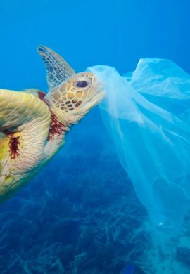 Pressão popular exige tratado global para combater poluição dos plásticos descartáveis - Fitec Tec News