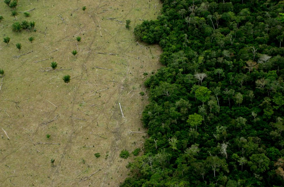“Mercado de carbono não é salvação da Amazônia”, alertam especialistas - Fitec Tec News