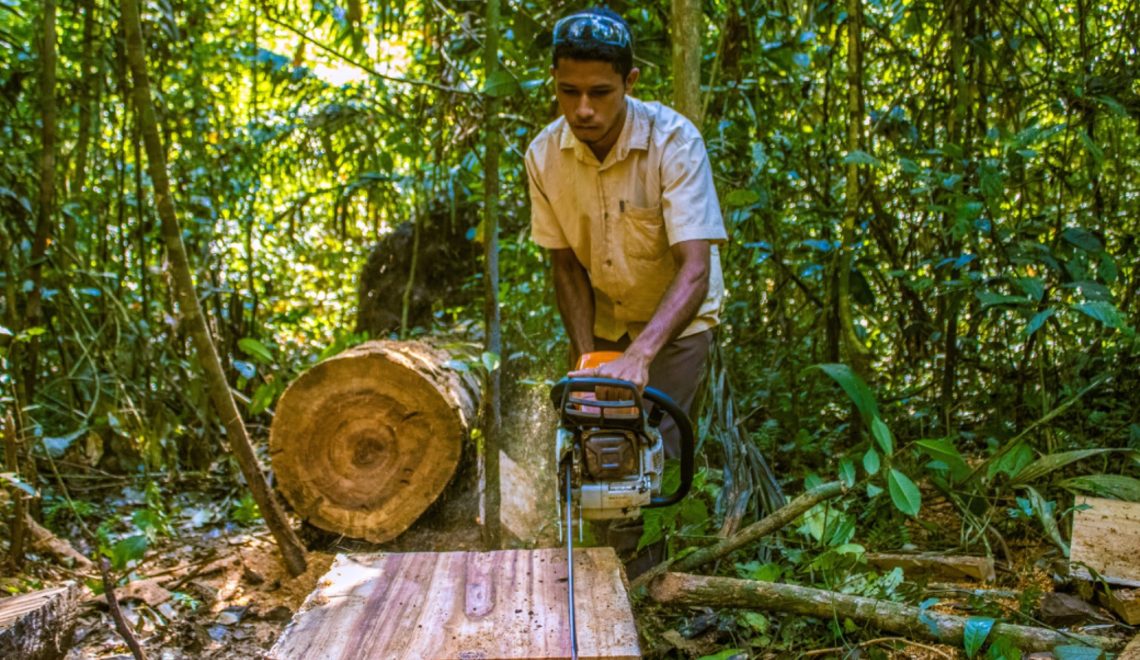 Projetos sustentáveis transformam resíduos florestais em itens de movelaria - Fitec Tec News