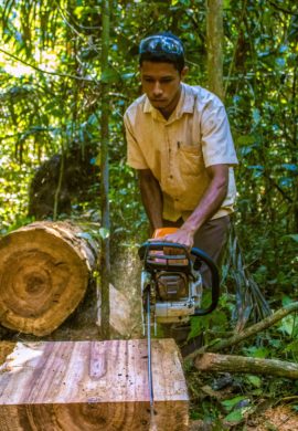 Projetos sustentáveis transformam resíduos florestais em itens de movelaria - Fitec Tec News