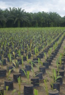 Cultivo de palma recupera áreas amazônicas degradadas - Fitec Tec News