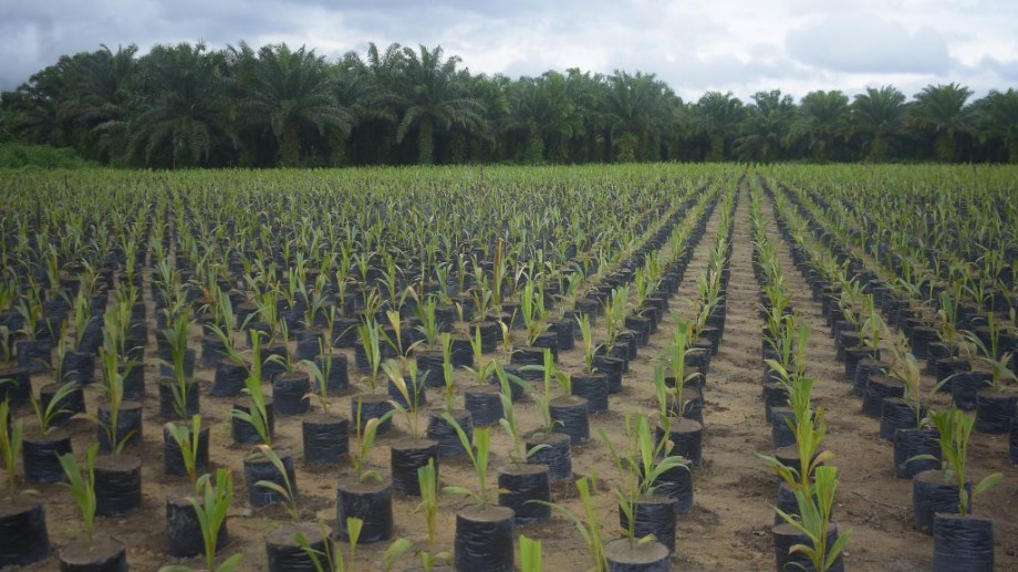 Cultivo de palma recupera áreas amazônicas degradadas - Fitec Tec News