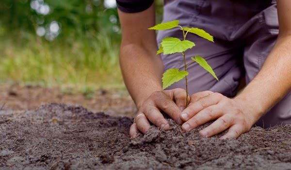 Pague Menos celebra Dia da Amazônia e Dia da Árvore com plantio de 2 mil árvores - Fitec Tec News