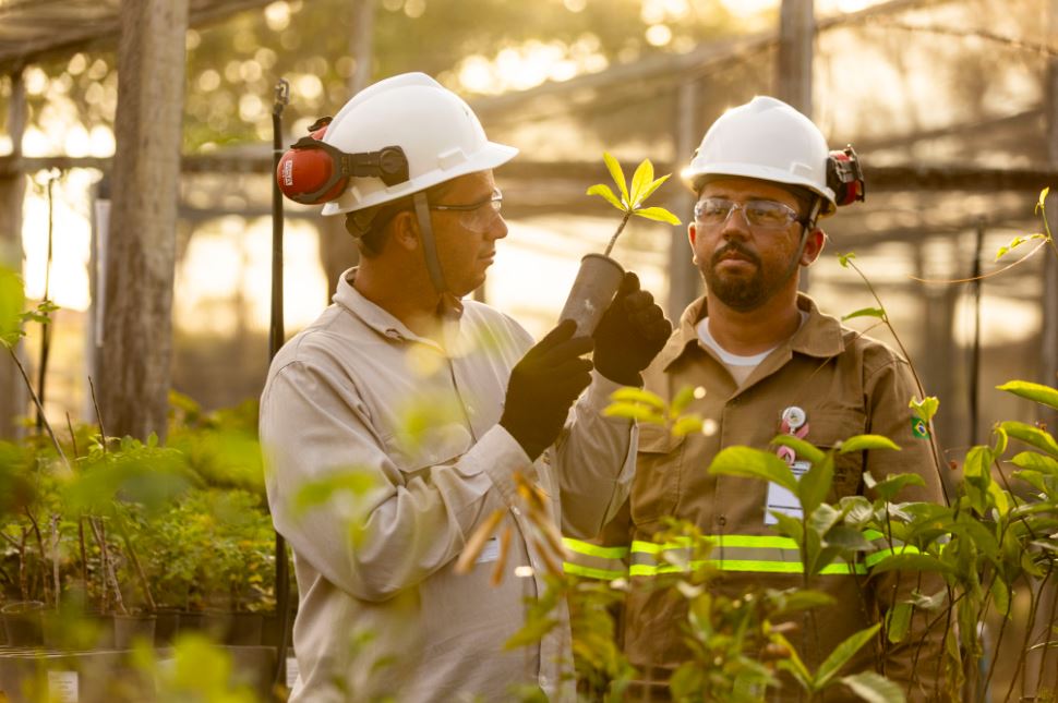 Ações empresariais preservam 450 hectares da Caatinga no Agreste Alagoano e vira modelo de sustentabilidade - Fitec Tec News