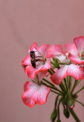 Abelhas meliponicultura e apicultura geram renda e preservam biodiversidade pelo país - Fitec Tec News