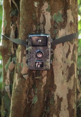 Monitoramentos de fauna e flora auxiliam na restauração ambiental - Fitec Tec News