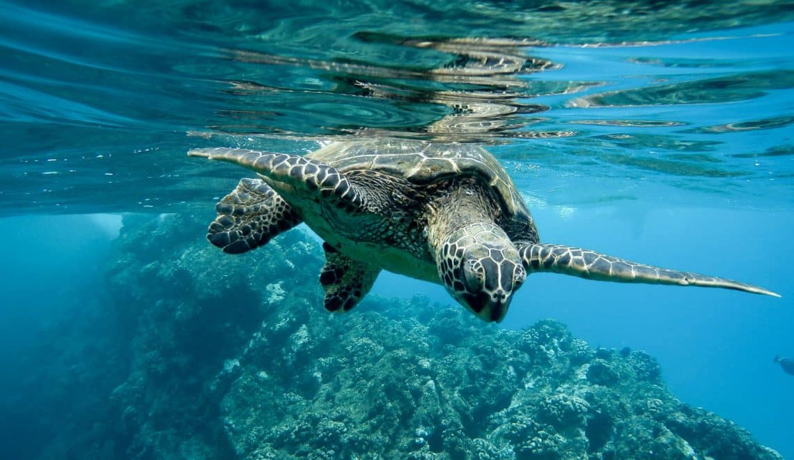 Brasileiros estão preocupados com oceanos, mas ainda não se sentem parte da solução - Fitec Tec News
