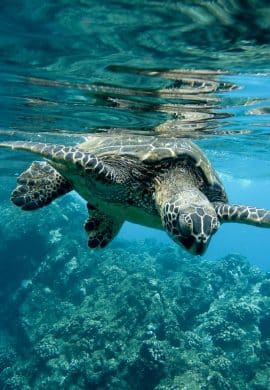 Brasileiros estão preocupados com oceanos, mas ainda não se sentem parte da solução - Fitec Tec News
