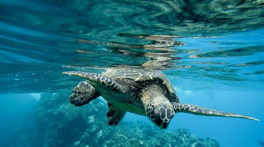 Brasileiros estão preocupados com oceanos, mas ainda não se sentem parte da solução