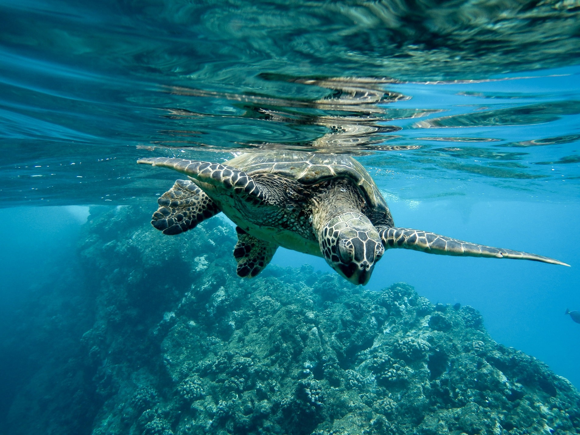 Brasileiros estão preocupados com oceanos, mas ainda não se sentem parte da solução