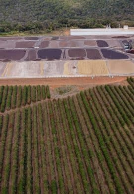 Produção de cafés especiais se alicerça em técnicas ambientalmente resilientes - Fitec Tec News