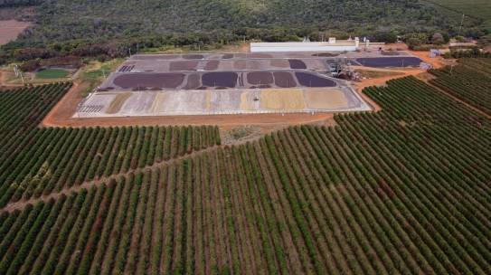 Produção de cafés especiais se alicerça em técnicas ambientalmente resilientes