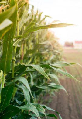 Produtores rurais descobrem no crédito de carbono uma ferramenta para fortalecer a preservação ambiental - Fitec Tec News