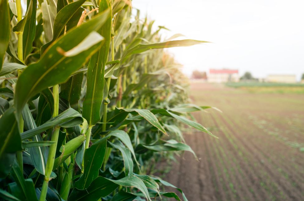 Produtores rurais descobrem no crédito de carbono uma ferramenta para fortalecer a preservação ambiental - Fitec Tec News