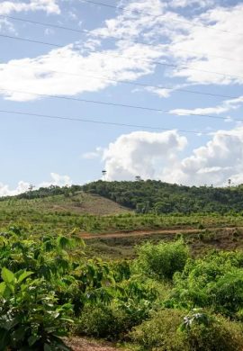 Empresas crescem com mais valor agregado ao manter a floresta em pé, apontam pesquisas - Fitec Tec News