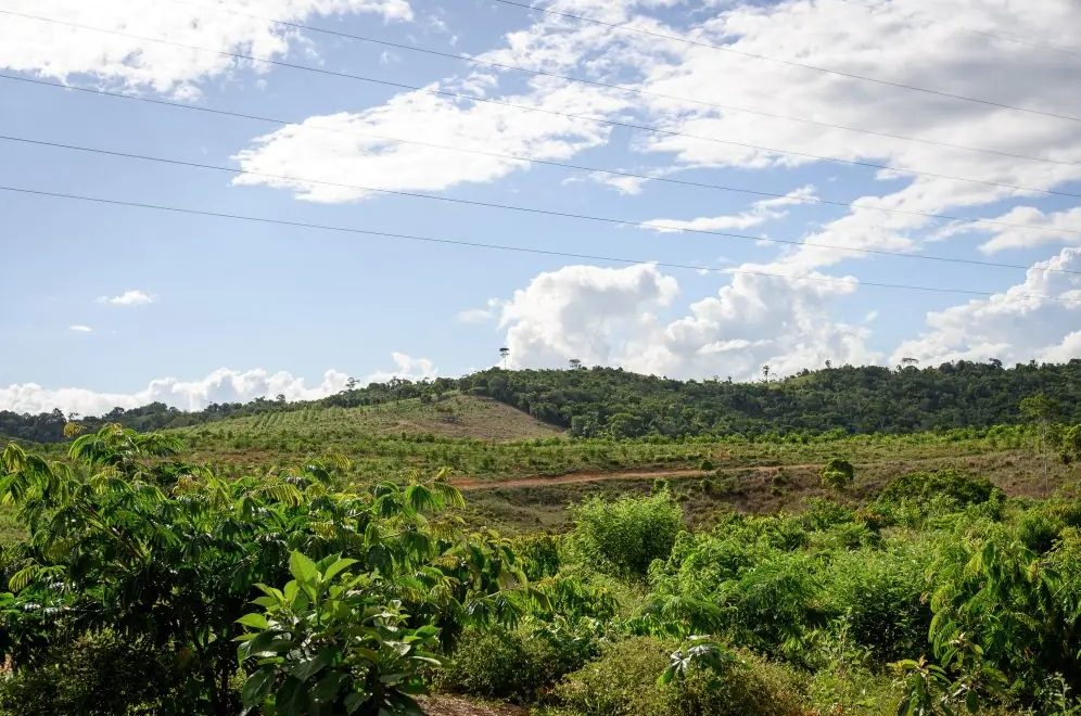 Empresas crescem com mais valor agregado ao manter a floresta em pé, apontam pesquisas - Fitec Tec News