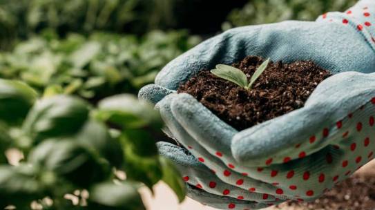Financiamento verde no campo: sustentabilidade e recuperação de crédito revolucionam futuro do Agronegócio