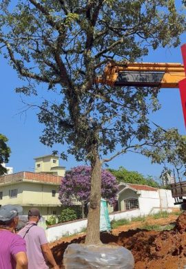 Construtora aposta no transplante de árvores para conciliar o desenvolvimento urbano e a natureza - Fitec Tec News