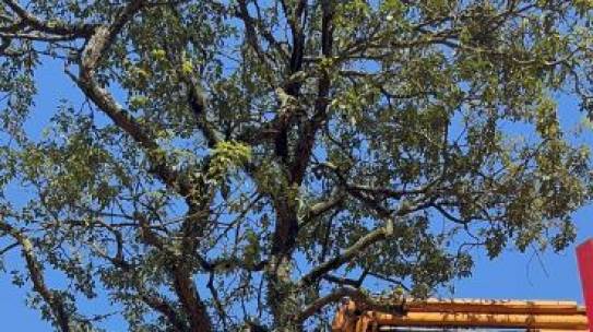 Construtora aposta no transplante de árvores para conciliar o desenvolvimento urbano e a natureza